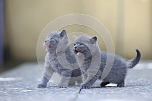 British Shorthair kittens outdoors,  portrait