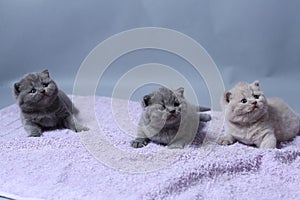 British Shorthair kittens playing on a towel