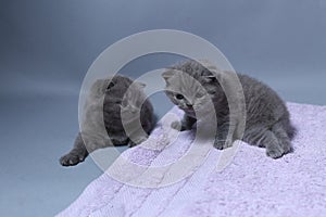 British Shorthair kittens playing on a towel