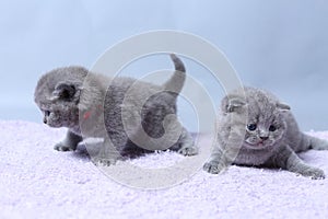 British Shorthair kittens playing on a towel