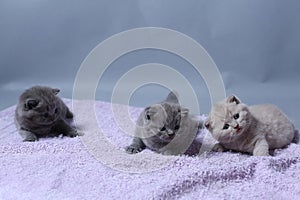 British Shorthair kittens playing on a towel