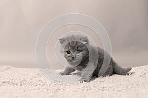 British Shorthair kittens playing on a towel