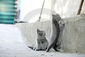 British Shorthair kittens playing in the yard, curious