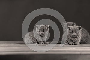 British Shorthair kittens portrait,