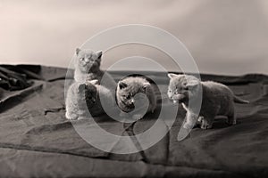 British Shorthair kittens portrait, isolated