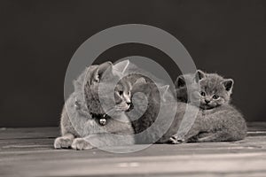 British Shorthair kittens portrait, isolated