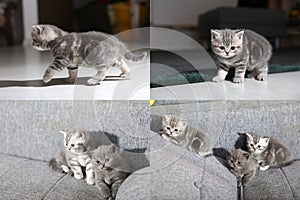 British Shorthair kittens sitting on a couch, PIP picture in picture, grid 2x2