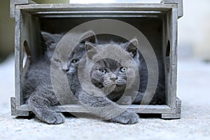 British Shorthair kittens sitting out in the garden, wooden crate