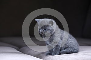 British Shorthair kittens sitting on a sofa