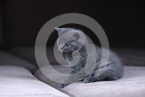 British Shorthair kittens sitting on a sofa