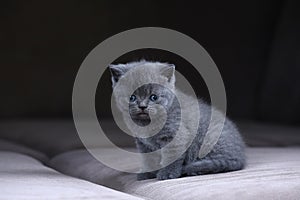 British Shorthair kittens sitting on a sofa, isolated portrait