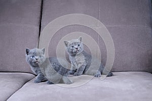 British Shorthair kittens sitting on a sofa, isolated portrait