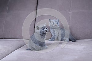 British Shorthair kittens sitting on a sofa, isolated portrait