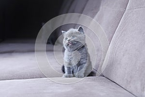 British Shorthair kittens sitting on a sofa, isolated portrait