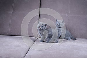 British Shorthair kittens sitting on a sofa, isolated portrait