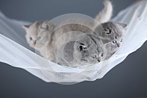 British Shorthair kittens in a swin