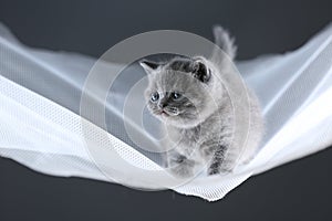 British Shorthair kittens in a swin