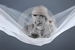 British Shorthair kittens in a swin