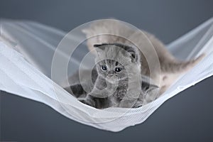 British Shorthair kittens in a swin