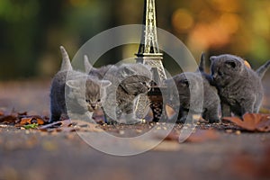 British Shorthair kittens and Tour Eiffel