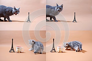 British Shorthair kittens and Tour Eiffel, Paris, multicam