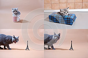 British Shorthair kittens and Tour Eiffel, Paris, multicam