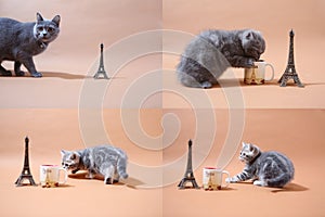 British Shorthair kittens and Tour Eiffel, Paris, multicam