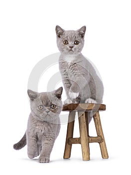 British Shorthair kittens on white background