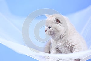 British Shorthair kittens on a white net, portrait