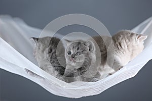 British Shorthair kittens on a white net, portrait