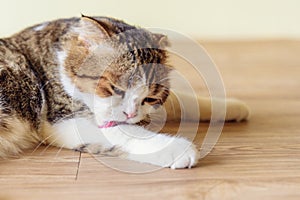 British shorthair lick its self