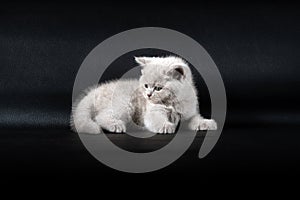 British Shorthair lilac cat, cute and beautiful kitten, sitting comfortably, white cushion on black background