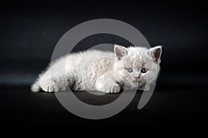 British Shorthair lilac cat, cute and beautiful kitten, sitting comfortably, white cushion on black background