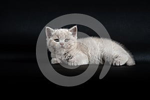 British Shorthair lilac cat, cute and beautiful kitten, sitting comfortably, white cushion on black background