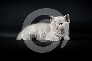 British Shorthair lilac cat, cute and beautiful kitten, sitting comfortably, white cushion on black background