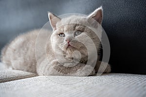 British Shorthair lilac cat, cute and beautiful kitten sitting on a white cushion on a black background, sleepy face