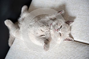 The British Shorthair lilac cat, cute and beautiful kitten, is sleepy on a cloth cushion, lying on his back. Relaxing posture is
