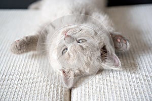 The British Shorthair lilac cat, cute and beautiful kitten, is sleepy on a cloth cushion, lying on his back. Relaxing posture is