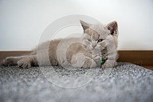 British Shorthair lilac cat, cute and beautiful kitten is sleepy, sitting on the floor, relaxed posture