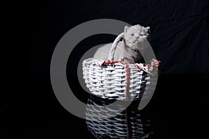 British Shorthair lilac kitten in a basket, black background