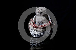 British Shorthair lilac kitten in a basket, black background