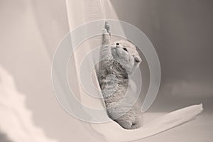 British Shorthair lilac kitten climbing