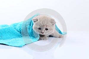 British Shorthair lilac kitten covered in a blue towel