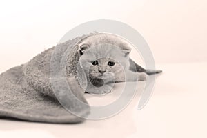 British Shorthair lilac kitten hiding under a towel, white background
