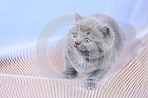 British Shorthair lilac kitten on a white net, portrait