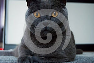 British Shorthair male photo