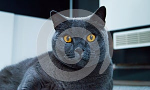 British Shorthair male photo