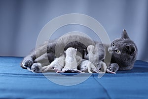 British Shorthair mom cat breastfeeding her babies