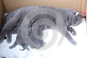 British Shorthair mom cat breastfeeding her babies in a box