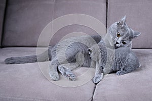 British Shorthair mom cat taking care of her kittens, sofa